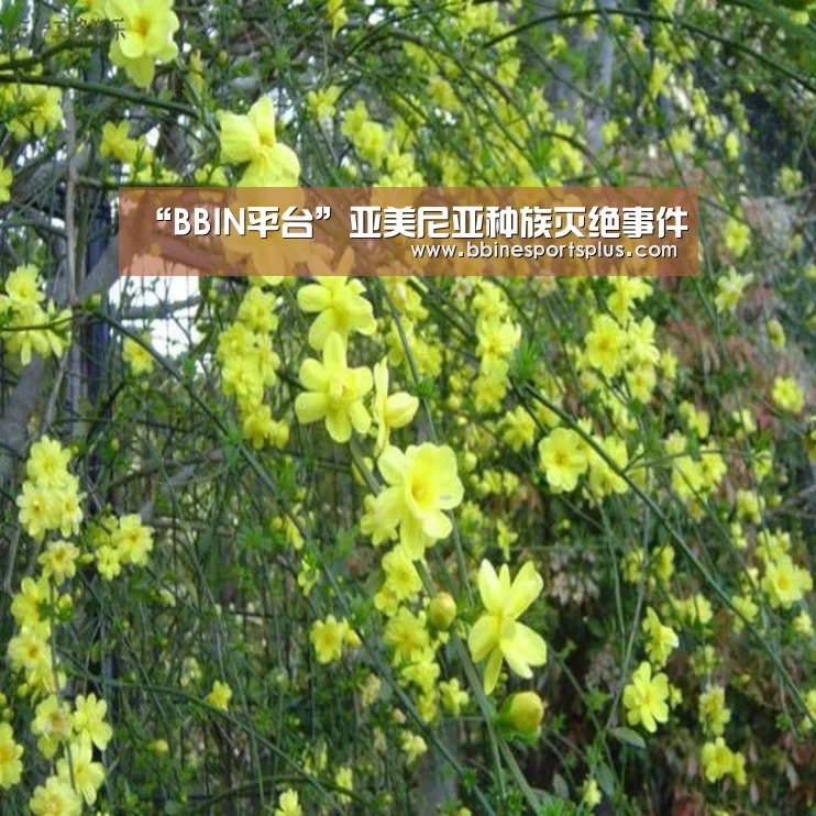BBIN足球